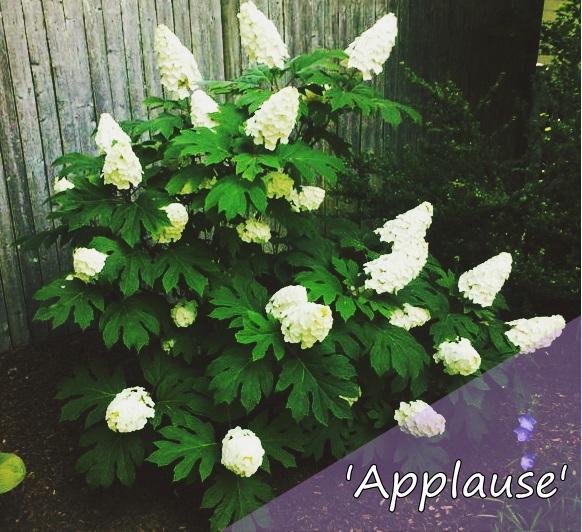 hortensja applause