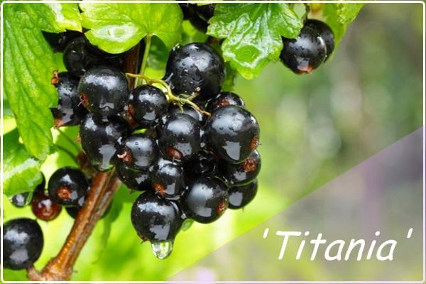 porzeczka titania